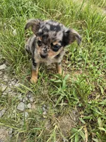 Betsy , a female Chihuahua for sale in Atlanta, GA – 1 of 1