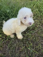 Blue eye mamy, a male Maltipoo for sale in Atlanta, GA – 2 of 2