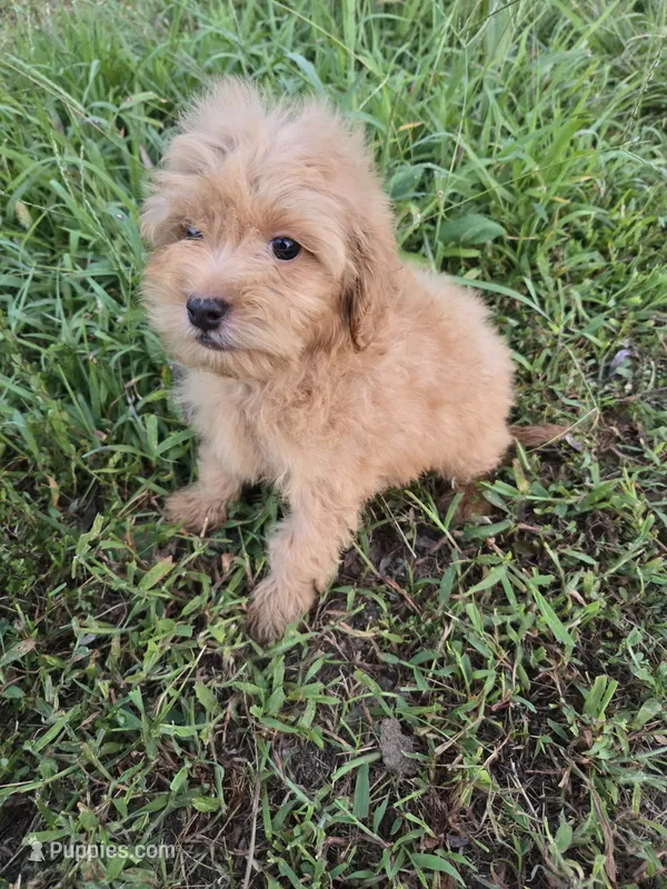 Max – Maltipoo puppy for sale in Atlanta, GA