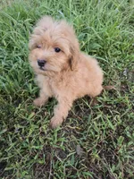 Max, a male Maltipoo for sale in Atlanta, GA – 1 of 1