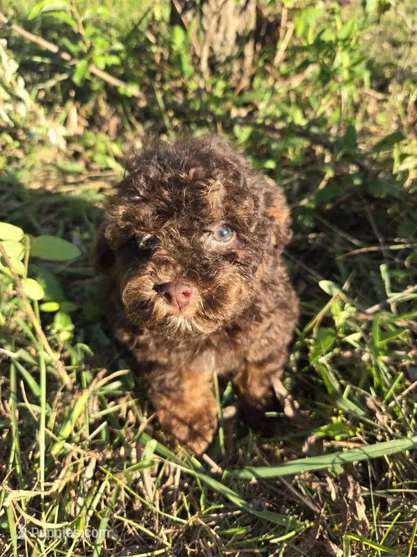 Slim – Shihpoo puppy for sale in Atlanta, GA