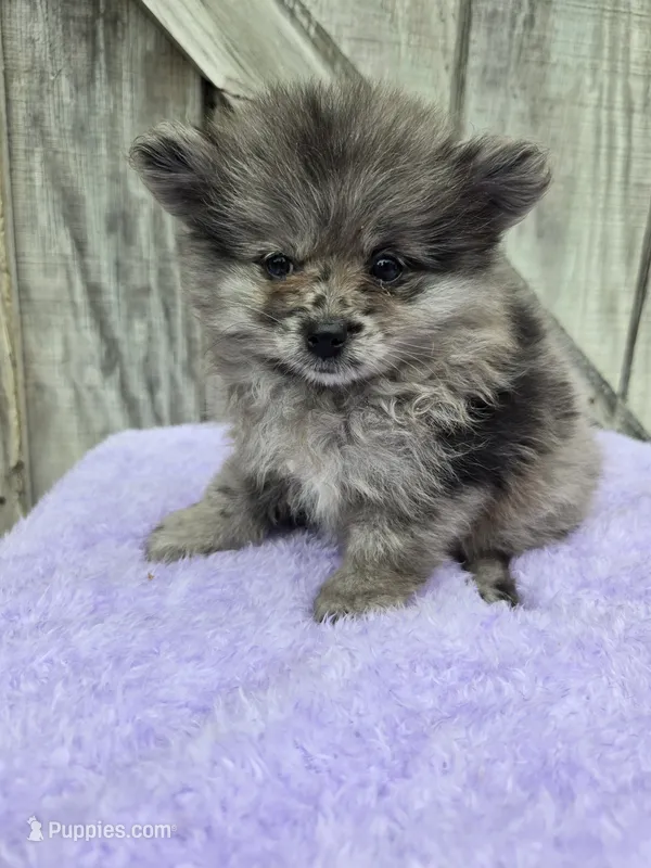 Patrick  – Pomeranian puppy for sale in Atlanta, GA