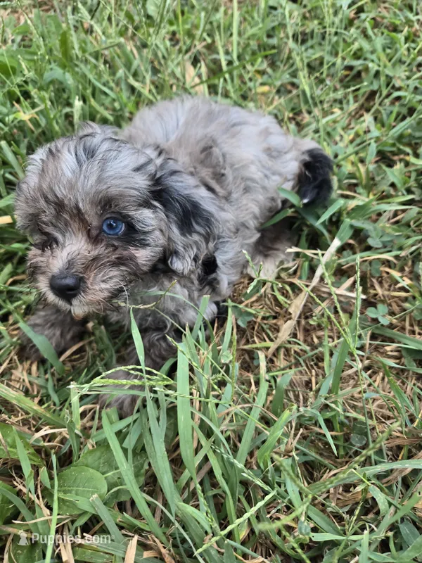 Blue eye squirt – Shihpoo puppy for sale in Atlanta, GA