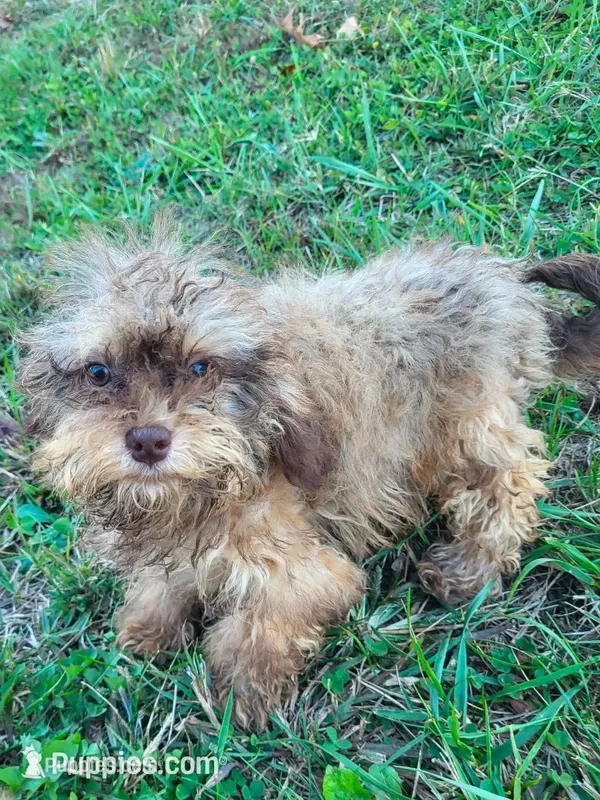 Samantha  – Shihpoo puppy for sale in Atlanta, GA