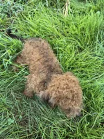 Sizzy, a female Shihpoo for sale in Atlanta, GA – 3 of 3