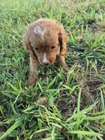 Classic , a female Cockapoo for sale in Atlanta, GA – 3 of 3