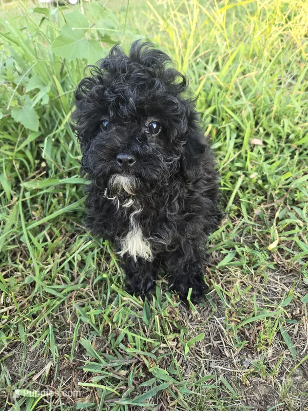 Matilda  – Maltipoo puppy for sale in Atlanta, GA