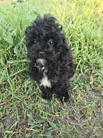 Matilda , a female Maltipoo for sale in Atlanta, GA – 1 of 1