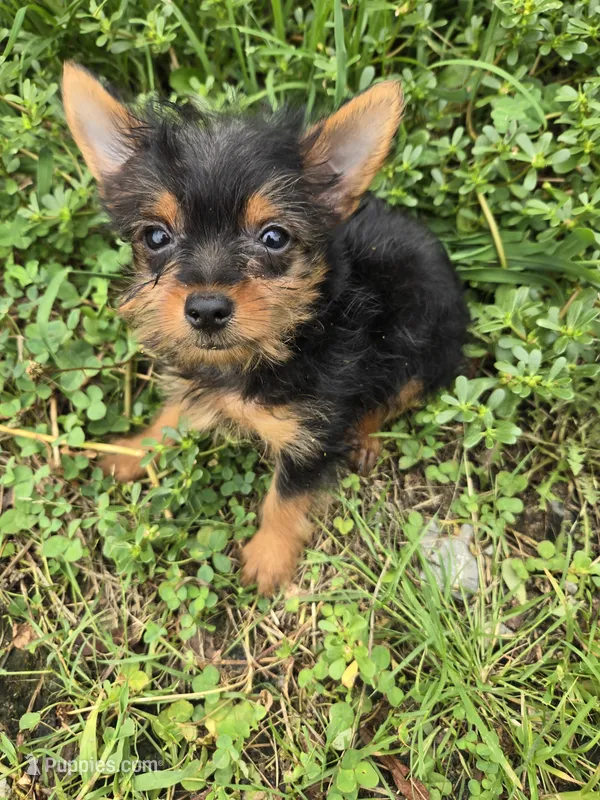 Yaya  – Yorkshire Terrier puppy for sale in Atlanta, GA