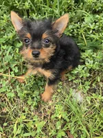 Yaya , a female Yorkshire Terrier for sale in Atlanta, GA – 1 of 1