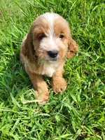 Cinema , a female Cockapoo for sale in Atlanta, GA – 1 of 1