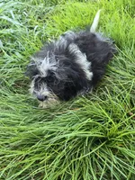 Sylvia , a female Shihpoo for sale in Atlanta, GA – 3 of 3