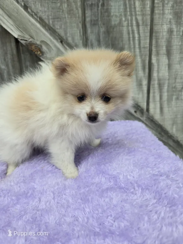 Prissy – Pomeranian puppy for sale in Atlanta, GA