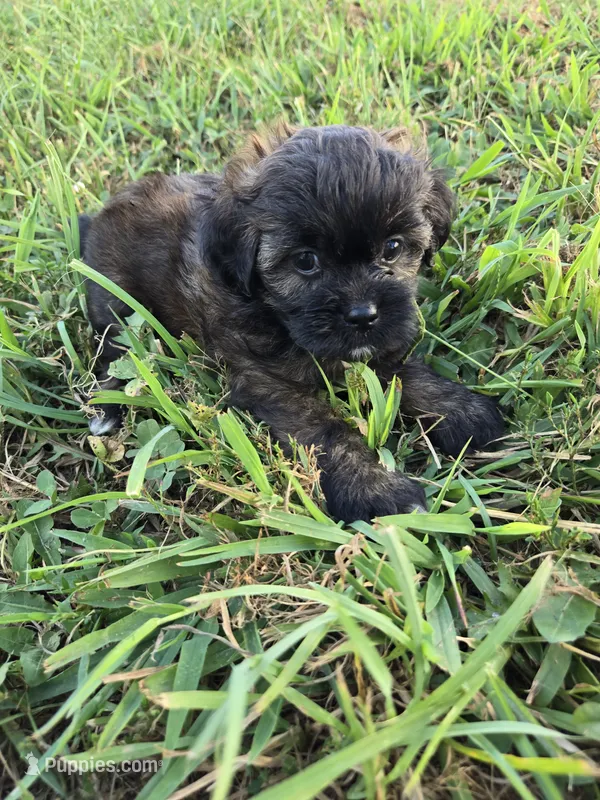 Shirley  – Shihpoo puppy for sale in Atlanta, GA