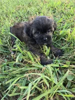 Shirley , a female Shihpoo for sale in Atlanta, GA – 1 of 1