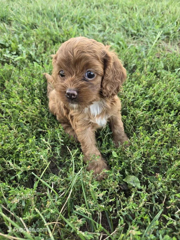 Claire  – Cockapoo puppy for sale in Atlanta, GA