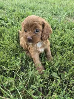 Claire , a female Cockapoo for sale in Atlanta, GA – 2 of 2