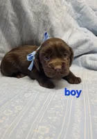 Blue, a male Boykin Spaniel for sale in Wheatland, WY – 1 of 3
