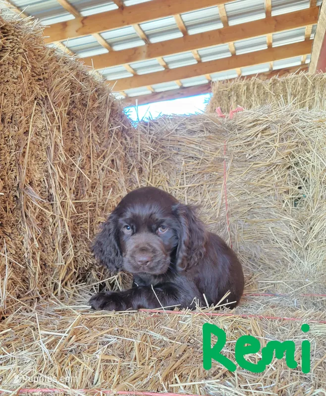 Remi – Boykin Spaniel puppy for sale in Wheatland, WY