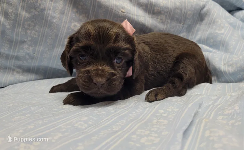 Dolly – Boykin Spaniel puppy for sale in Wheatland, WY