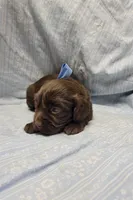 Blue, a male Boykin Spaniel for sale in Wheatland, WY – 3 of 3