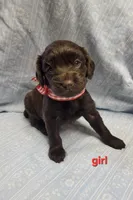 Izzy, a female Boykin Spaniel for sale in Wheatland, WY – 2 of 3