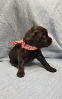 Izzy, a female Boykin Spaniel for sale in Wheatland, WY – 3 of 3