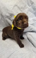 Remi, a male Boykin Spaniel for sale in Wheatland, WY – 2 of 3