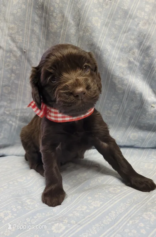 Izzy – Boykin Spaniel puppy for sale in Wheatland, WY