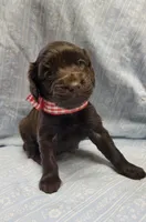 Izzy, a female Boykin Spaniel for sale in Wheatland, WY – 1 of 3