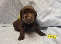 Remi, a male Boykin Spaniel for sale in Wheatland, WY – 1 of 3