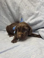 Blue, a male Boykin Spaniel for sale in Wheatland, WY – 2 of 3