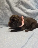 Dolly, a male Boykin Spaniel for sale in Wheatland, WY – 2 of 3