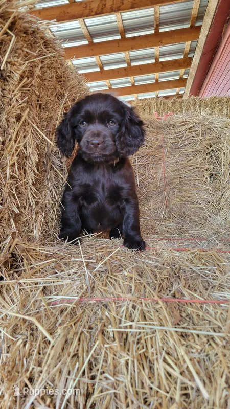 Izzy – Boykin Spaniel puppy for sale in Wheatland, WY