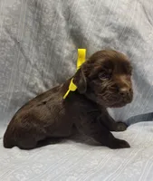 Remi, a male Boykin Spaniel for sale in Wheatland, WY – 3 of 3
