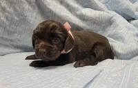 Dolly, a male Boykin Spaniel for sale in Wheatland, WY – 3 of 3