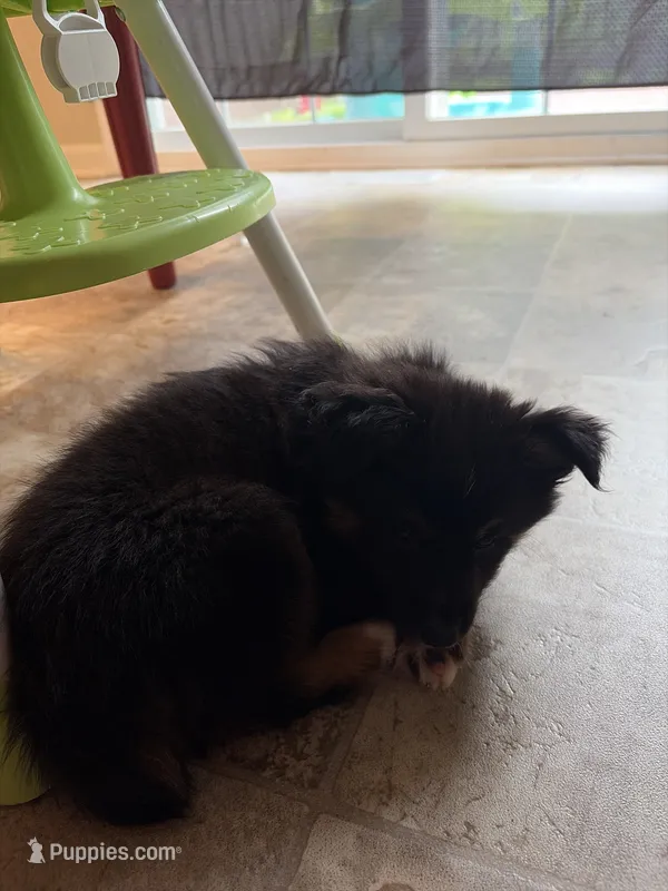 Bear  – Miniature Australian Shepherd puppy for sale in Winchester, VA