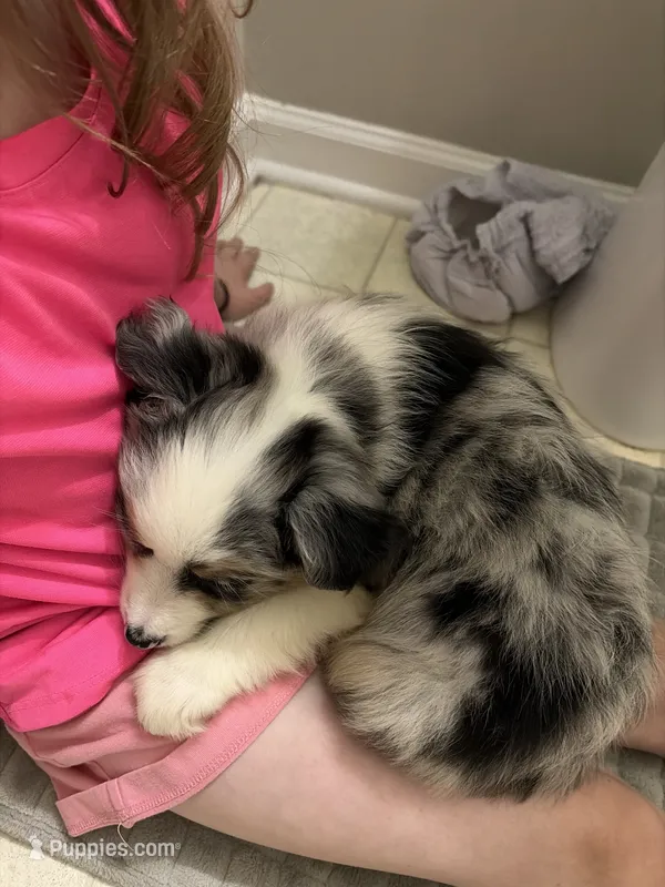 Audi  – Miniature Australian Shepherd puppy for sale in Winchester, VA
