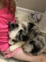 Audi , a female Miniature Australian Shepherd for sale in Winchester, VA – 1 of 1