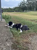 P1, a male Border Collie for sale in Homestead, FL – 3 of 3