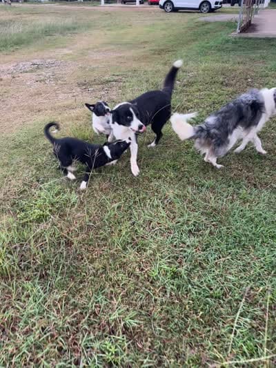 P2, a female Border Collie for sale in Homestead, FL – 4 of 4