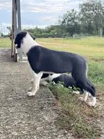 P1, a male Border Collie for sale in Homestead, FL – 2 of 3