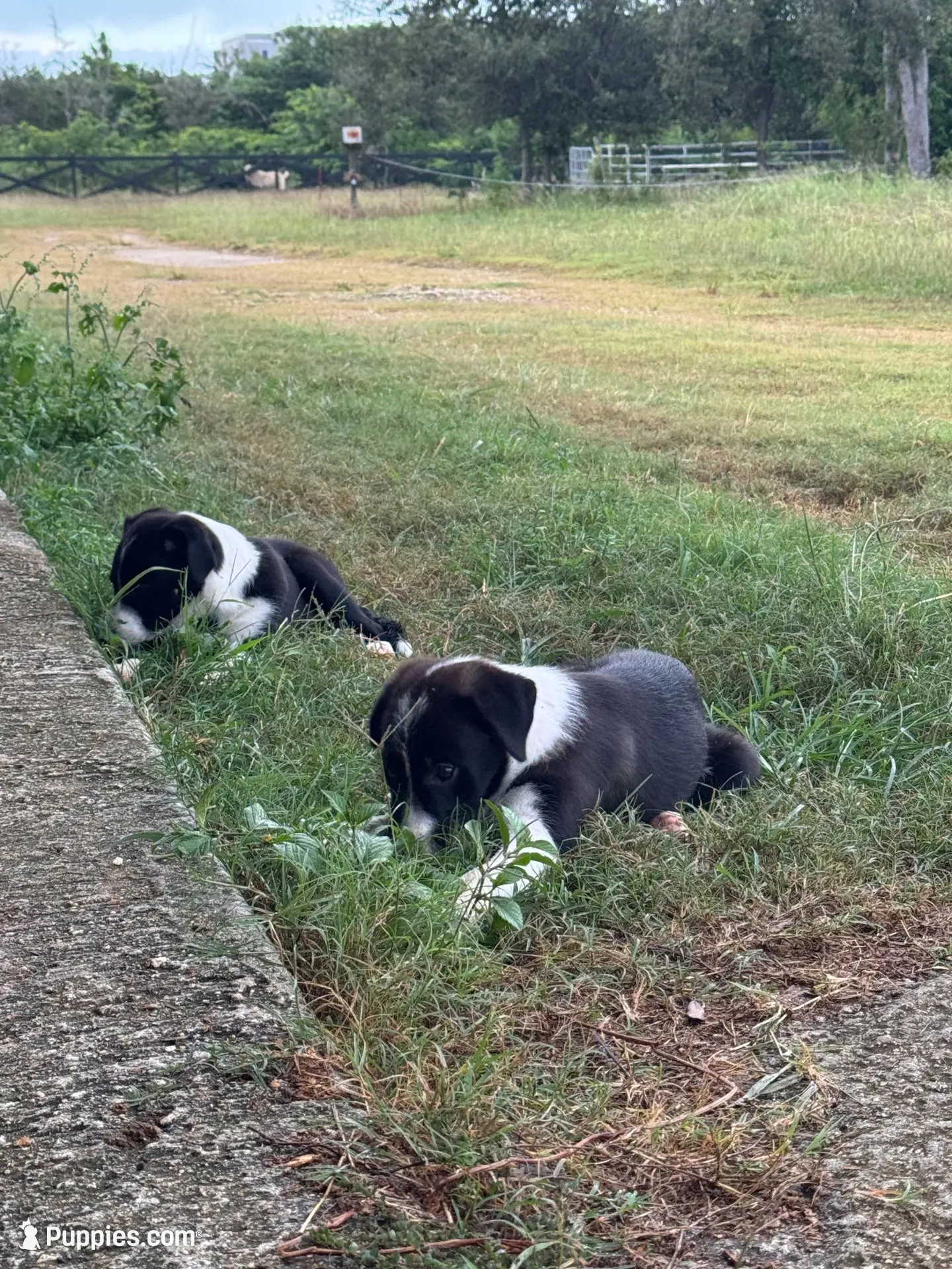P2, a female Border Collie for sale in Homestead, FL – 3 of 4