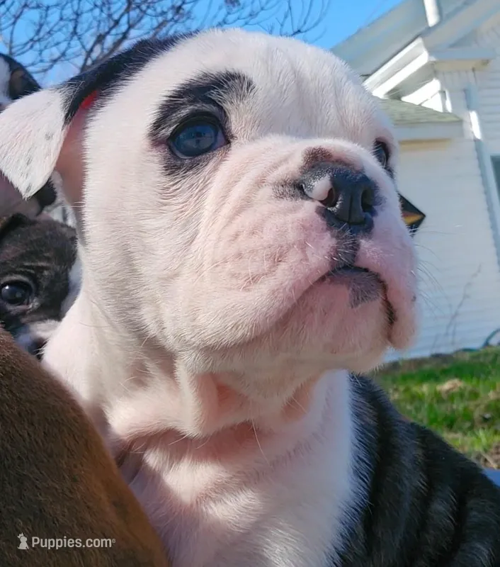 Lucky 7 – Olde English Bulldogge puppy for sale in Howe, IN