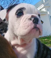 Lucky 7, a male Olde English Bulldogge for sale in Howe, IN – Photo 1 of 2