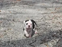 Lucky 7, a male Olde English Bulldogge for sale in Howe, IN – Photo 2 of 2
