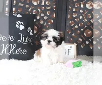 ANNIE, a female Shih Tzu for sale in Baton Rouge, LA – Photo 3 of 5
