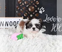 ANNIE, a female Shih Tzu for sale in Baton Rouge, LA – Photo 5 of 5