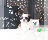 ANNIE, a female Shih Tzu for sale in Baton Rouge, LA – Photo 1 of 5