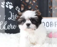 ANNIE, a female Shih Tzu for sale in Baton Rouge, LA – Photo 2 of 5